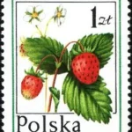 Owoce leśne