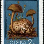 Grzyby niejadalne pod ochroną