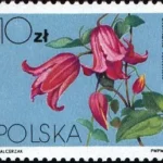 Powojniki - Clematis