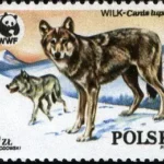 Dzikie zwierzęta chronione - wilk
