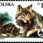 Dzikie zwierzęta chronione - wilk