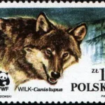 Dzikie zwierzęta chronione - wilk