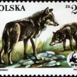 Dzikie zwierzęta chronione - wilk