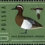 Ptaki - dzikie kaczki