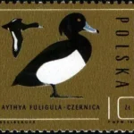 Ptaki - dzikie kaczki