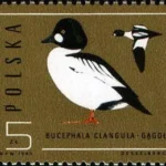 Ptaki - dzikie kaczki