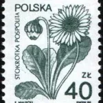 Rośliny lecznicze