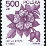 Rośliny lecznicze