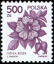 Rośliny lecznicze