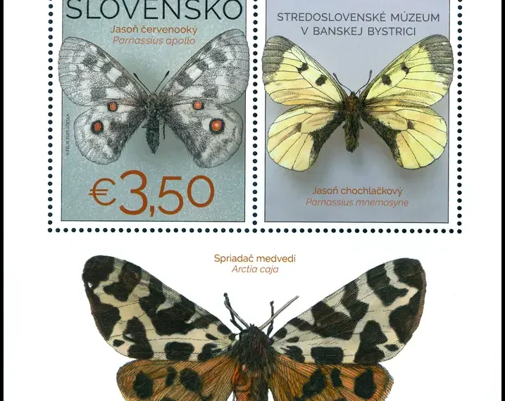 Ochrona przyrody: kolekcja motyli w Muzeum Słowacji Środkowej, Bańska Bystrzyca