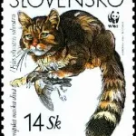 Dzikie koty europejskie (WWF)