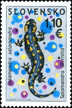 Ochrona Środowiska - Fauna - Salamandra