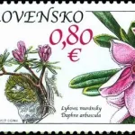 Ochrona przyrody: Równina Murańska - Daphne Arbuscula