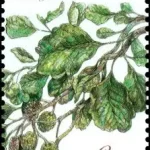 Ochrona przyrody: Państwowy Rezerwat Šúr w pobliżu miasteczka Święty Jur