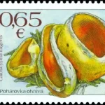 Ochrona przyrody: grzyby - Kielonka błyszcząca Caloscypha fulgens