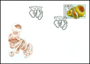 Ochrona przyrody: grzyby - Kielonka błyszcząca Caloscypha fulgens