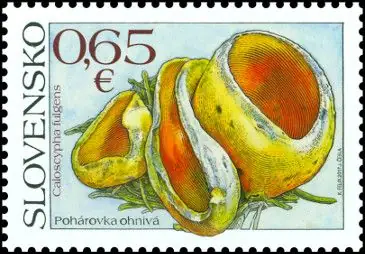 Ochrona przyrody: grzyby
- Kielonka błyszcząca Caloscypha fulgens