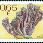 Ochrona przyrody: grzyby - Goździec fioletowy Clavaria zollingeri