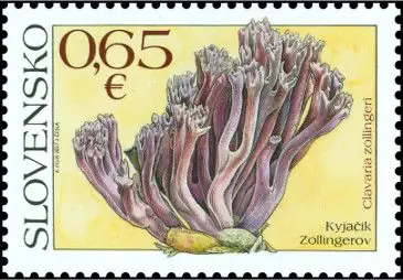 Ochrona przyrody: grzyby
- Goździec fioletowy Clavaria zollingeri