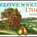 Ochrona przyrody: Drzewa owocowe - Pyrus communis (Grusza pospolita)