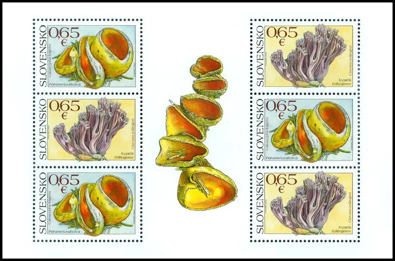 Ochrona przyrody: grzyby
- Kielonka błyszcząca Caloscypha fulgens
- Goździec fioletowy Clavaria zollingeri