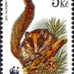 WWF Ochrona przyrody - ssaki chronione Koszatka leśna (Dryomys nitedula)