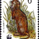 WWF Ochrona przyrody - ssaki chronione Suseł moręgowany (Spermophilus citellus)