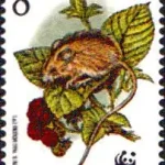 WWF Ochrona przyrody - ssaki chronione Smużka leśna (Sicista betulina)