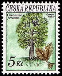 Drzewa Dąb szypułkowy