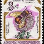 Zagrożone owady w Czechach Trzmiel ziemny (Bombus terrestris)