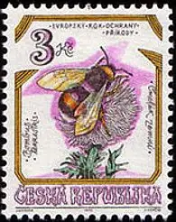 Zagrożone owady w Czechach Trzmiel ziemny (Bombus terrestris)
