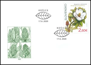 Ochrona przyrody: ogród botaniczny w Koszycach - Magnolia Grandiflora