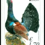 EUROPA 2021: Głuszec zachodni