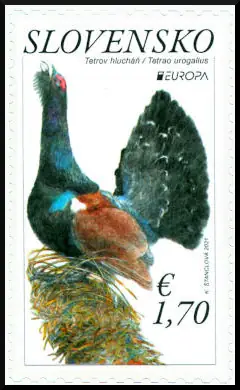 EUROPA 2021: Głuszec zachodni