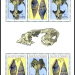 Ochrona przyrody: skamieliny ze Słowacji Foka Devinophoca claytoni Gastropod Vexillum svagrovskyi