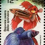 Hodowla zwierząt: Ryby akwariowe