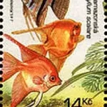 Hodowla zwierząt: Ryby akwariowe