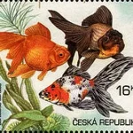 Hodowla zwierząt: Ryby akwariowe