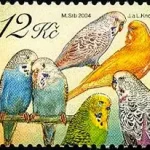 Hodowla zwierząt: Papugi