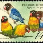 Hodowla zwierząt: Papugi