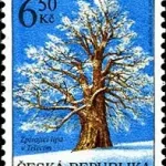 Ochrony przyrody - drzewa chronione Śpiewająca lipa w Teleci koło Polički