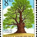 Dąb Žižki w Podhradí koło Lichnic