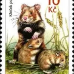 Młode zwierzęta - Chomik polny