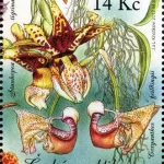 Uprawa kwiatów - piękno storczyków