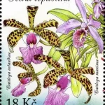 Uprawa kwiatów - piękno storczyków