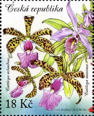 Uprawa kwiatów - piękno storczyków