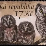 Ochrona przyrody - Sowy