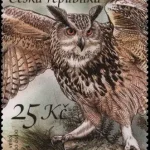 Ochrona przyrody - Sowy