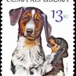 Szczenięta - Czeskiej rasy psów: Czeski pies łaciaty