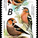 Ptaki śpiewające wokół nas Zięby (Fringillidae)